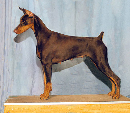 Dobermans